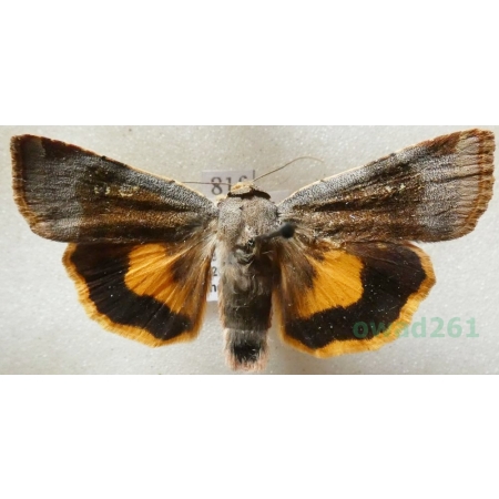 Noctua janthe (Borkhausen, 1792) Rolnica przepaska Czech81f